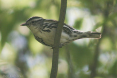 Mniotilta varia