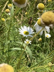 Helophilus fasciatus