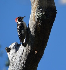 Dryobates nuttallii
