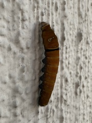 Papilio multicaudata