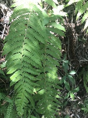 Polypodiopsida