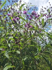Vernonia noveboracensis