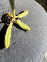 Lomatium brandegeei