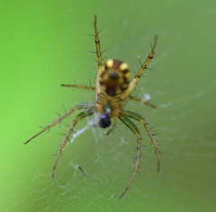 Mangora