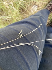 Bromus