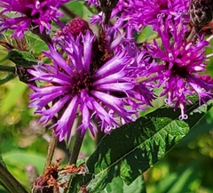 Vernonia missurica