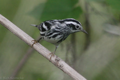 Mniotilta varia