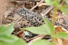 Stenocercus ornatissimus