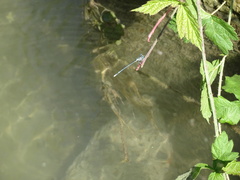 Platycnemis pennipes