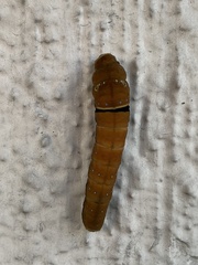 Papilio multicaudata