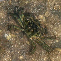 Carcinus maenas