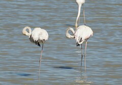 Phoenicopterus roseus