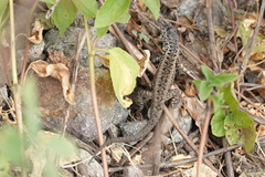 Stenocercus ornatissimus