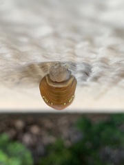 Papilio multicaudata