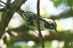Mniotilta varia