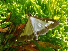 Cydalima perspectalis