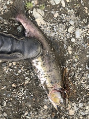 Oncorhynchus gorbuscha