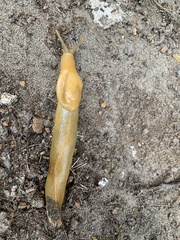 Ariolimax columbianus