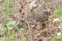Nothoprocta pentlandii