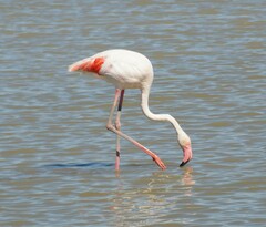 Phoenicopterus roseus