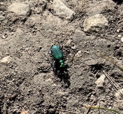 Cicindela sexguttata
