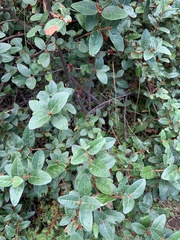 Shepherdia canadensis
