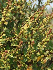 Muehlenbeckia hastulata