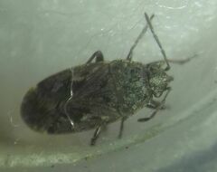 Sphragisticus nebulosus