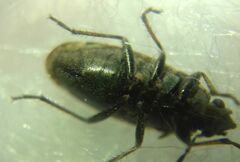 Sphragisticus nebulosus