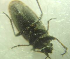 Sphragisticus nebulosus