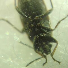 Sphragisticus nebulosus