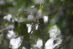 Trichonephila clavipes