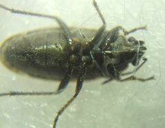 Sphragisticus nebulosus