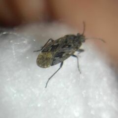 Sphragisticus nebulosus