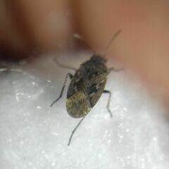 Sphragisticus nebulosus