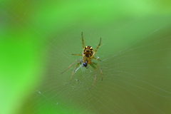 Mangora