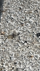 Camponotus