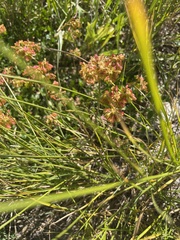 Eriogonum umbellatum