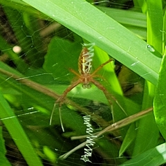 Argiope trifasciata