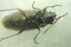 Sphragisticus nebulosus