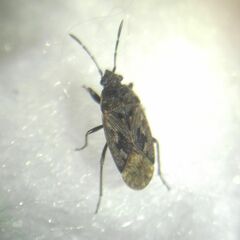 Sphragisticus nebulosus