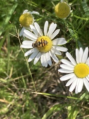 Helophilus fasciatus