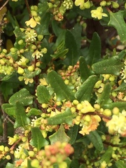 Muehlenbeckia hastulata