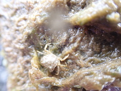 Carcinus maenas