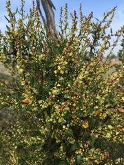Muehlenbeckia hastulata