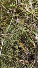 Stephanomeria pauciflora