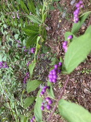 Callicarpa