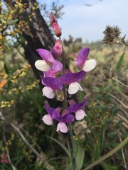Lathyrus magellanicus