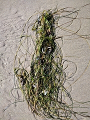 Phyllospadix torreyi