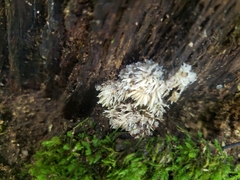 Ceratiomyxa fruticulosa